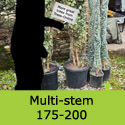 Betula Pendula Silver Birch Multi-Stem 175-200cm